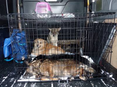 В Скопинском районе отловили десять безнадзорных собак