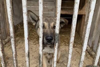 Главу района в Забайкалье оштрафовали за не соответствующий требованиям приют для собак