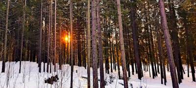 Мнение: статус ООПТ у лесов в районе Кургана в Петрозаводске не позволит их вырубить