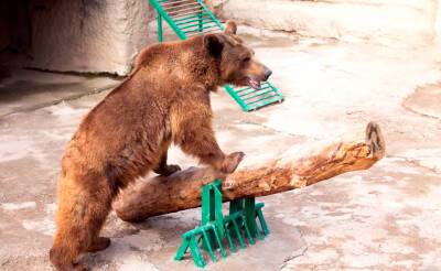 Шокирующий случай. Женщина сбросила маленькую девочку в вольер к медведю в Ташкентском зоопарке