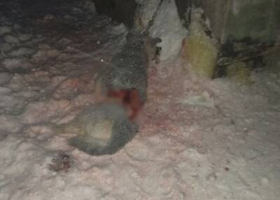 Беременная жительница сосногорского села выгнала волков со двора