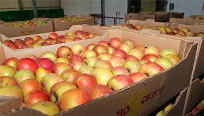 Украина планирует в этом году наладить экспорт яблок в Индию
