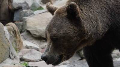 В зоопарке Ташкента женщина сбросила ребенка в вольер к медведю