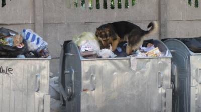 В Госдуме анонсировали штрафы за выброс животных на улицу