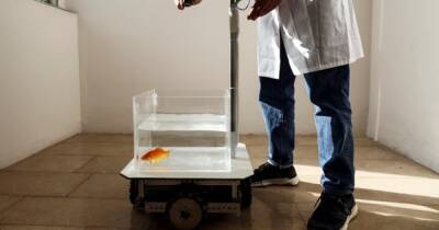 Ученые в Израиле научили золотую рыбку водит аквариум на колесах (видео)