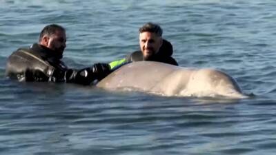 Клюворылый кит заблудился у берегов Греции