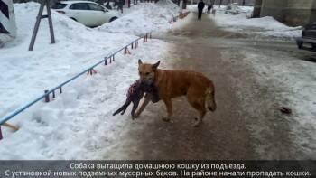 За охамевших от безнаказанности собак в Никольске взялся Следственной комитет по Вологодской области