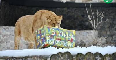 Львы из киевского зоопарка отметили день рождения праздничной "охотой"