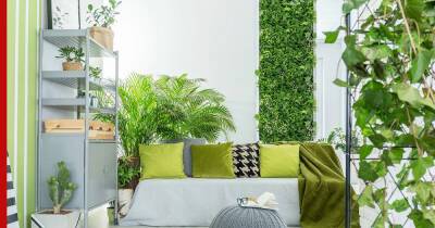 Озеленение квартиры: как выбрать растение для каждой комнаты