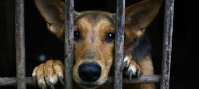 Госдума весной примет закон о штрафах для тех, кто выбрасывает животных