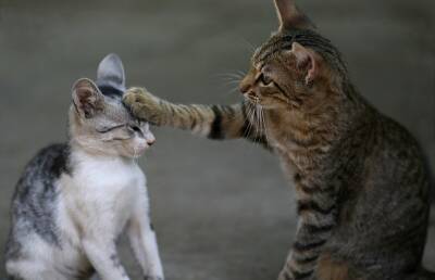 «Воздушный кусь» двух котов заставил пользователей соцсетей хохотать (ВИДЕО)