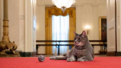 Президент Байден завел в Белом доме кошку: фото