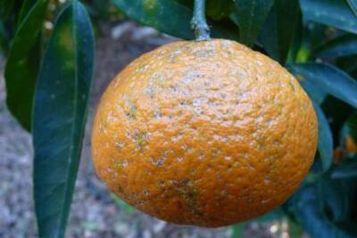 Вредный организм обнаружили на мандаринах и грейпфрутах в Твери