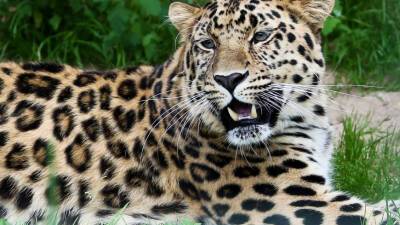 Леопард напал на дикобраза в ЮАР и потерпел горькое поражение