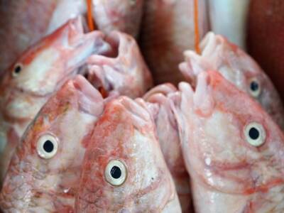 Ученые нашли рыб, которые могут «говорить»