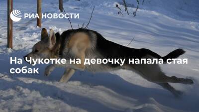 На Чукотке на девочку напала стая собак, прокуратура начала проверку - ria.ru - Чукотка - Владивосток - Певек