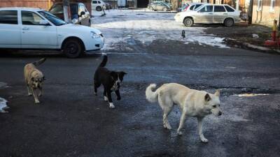 Дворник рассказал подробности спасения ребенка от стаи собак в Уфе