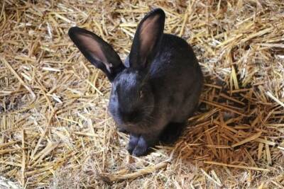 Ставропольчанка похитила у соседей родственников кроликов