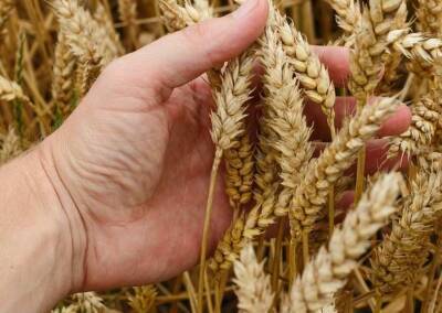 Финансист Шибанов спрогнозировал снижение цен на связанные с пшеницей и свеклой продукты
