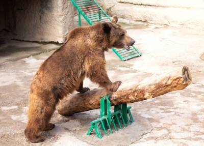 Мать в ташкентском зоопарке бросила трехлетнюю дочку в вольер к бурому медведю