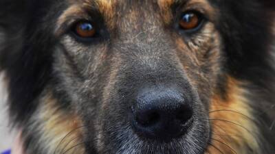 Стая бездомных собак напала на девочку на Чукотке
