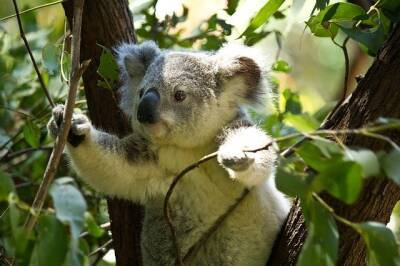 Австралия потратит рекордные 35 млн долларов на защиту коал и мира