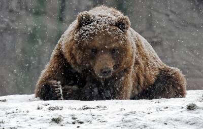 В зоопарке в Ташкенте женщина сбросила ребенка в вольер к медведю