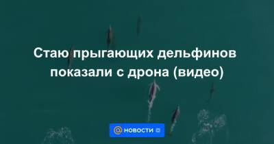 Анна Лысенко - Стаю прыгающих дельфинов показали с дрона (видео) - news.mail.ru - Англия