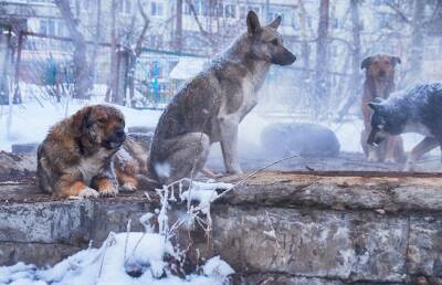 Стая бродячих собак напала на девочку в чукотском поселке