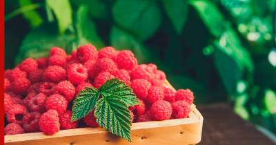 Чем подкормить малину: секрет хорошего урожая ягод
