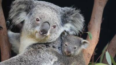 Власти Австралии выделят $35 млн на защиту коал
