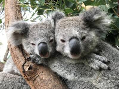 Власти Австралии выделят 35 млн долларов на защиту коал