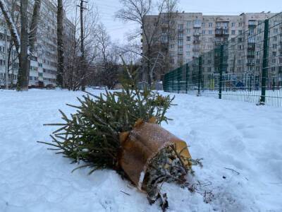В Ульяновке вандалы вырвали с корнями недавно высаженные молодые елки — фото
