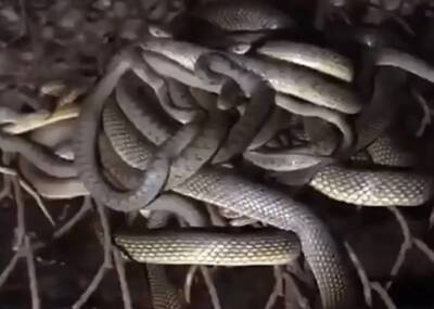 Семья на Кубани купила дом и обнаружила кишащий множеством змей подвал