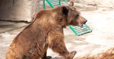 В Ташкенте мать швырнула трехлетнюю дочь в вольер с бурым медведем