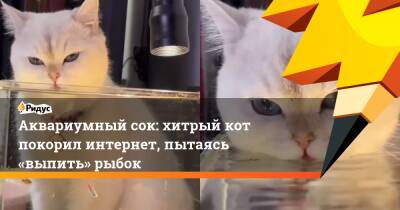 Аквариумный сок: хитрый кот покорил интернет, пытаясь «выпить» рыбок