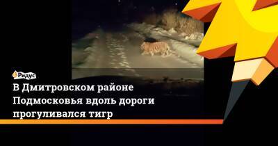 В Дмитровском районе Подмосковья вдоль дороги прогуливался тигр
