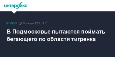 В Подмосковье пытаются поймать бегающего по области тигренка