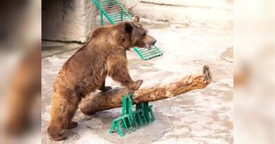 Жінка скинула трирічну дочку у вольєр до ведмедя: поведінка звіра всіх здивувала