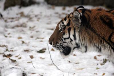 В Московской области ищут потерявшегося тигрёнка