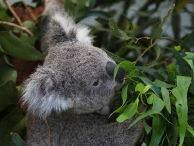 В Австралии потратят миллионы долларов на защиту коал