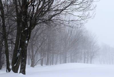 Метель и сильный ветер: прогноз погоды на 30 января в Ленинградской области