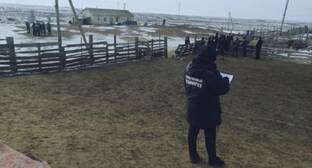Хозяин животноводческой стоянки в Калмыкии и его сотрудник найдены убитыми