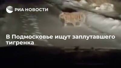 В деревне Ермолино Московской области ищут заплутавшего тигренка