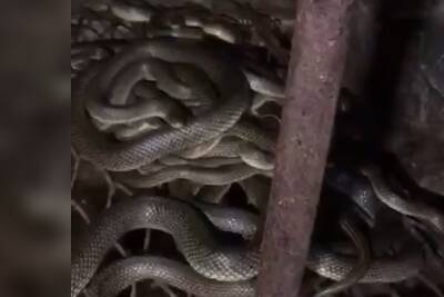 На Кубани новоселы обнаружили десятки змей в купленном перед Новым годом доме