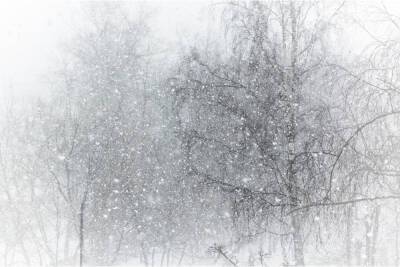 Воскресенье в Ленобласти будет снежным и ветреным