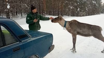 Северный олень выпрашивал еду у автомобилистов на нижегородской трассе
