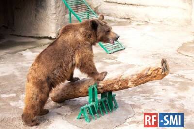 В Ташкентском зоопарке женщина сбросила в вольер к медведю ребенка