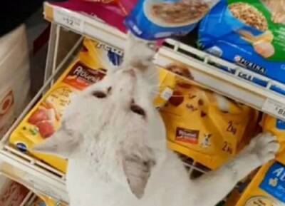 Пользователей Сети покорил бездомный кот, который сам себе выбрал еду в супермаркете (ВИДЕО)