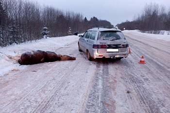 Разочарованный лось совершил «роскомнадзор» на трассе в Вологодской области, едва не убив …